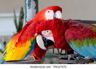 Scarlet Macaw And Green Winged Macaw (Red And Green Macaw),two Of Beautiful Parrot That Suffered From Local Extinction Through Habitat Destruction And Capture For Bird Trade.
