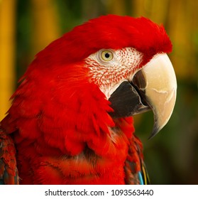 Scarlet Macaw Mexico Stock Photo 1093563440 | Shutterstock