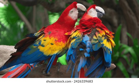 Scarlet macaw on a branch.