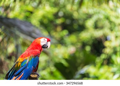 Scarlet Macaw With Out Of Focus Foliage In The Amazon Rain Forest Near Iquitos, Peru