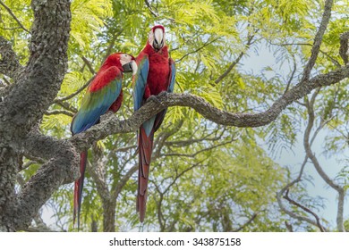 Scarlet Macaw - Pantanal, Brazil