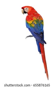 Pajarito loro escarlata que