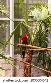 Scarlet Macaw Parrot Detroit Zoo