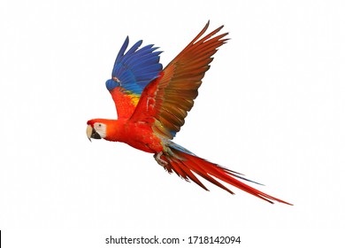 Scarlet macaw parrot flying isolated on white background. - Shutterstock ID 1718142094