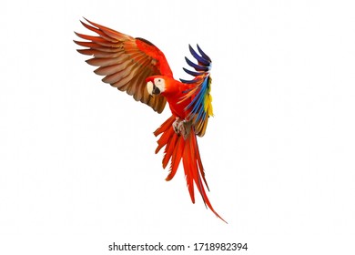 Scarlet Macaw Parrot Flying Isolated On White Background.