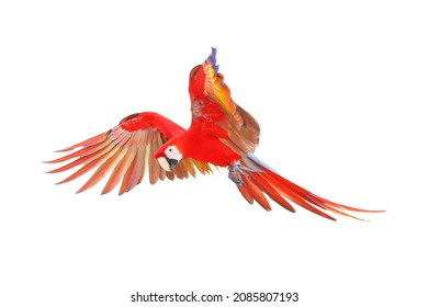 Scarlet Macaw Parrot Flying Isolated On White Background.