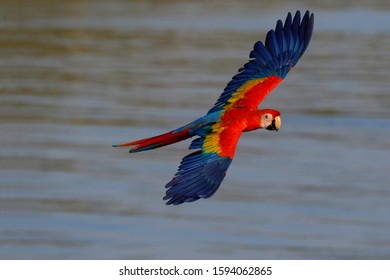 Scarlet Macaw Parrot Flying On Sea Stock Photo 1594062865 | Shutterstock