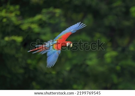 Scarlet macaw parrot open wings flying birds vivib color red body.