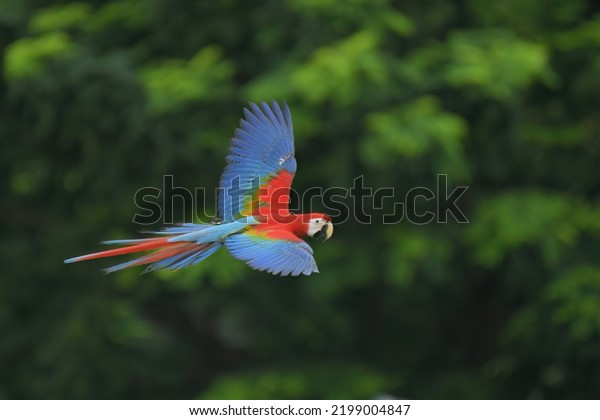 Scarlet Macaw Parrot Open Wings Flying Stock Photo