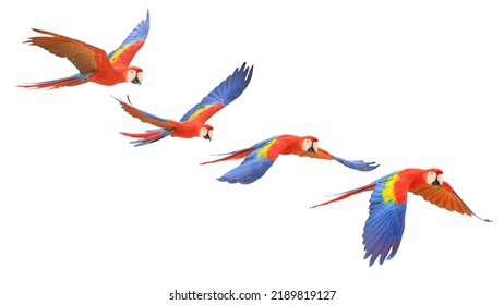 Scarlet Macaw Red Yellow Blue Bird Flying Isolated On White Background. This Has Clipping Path.