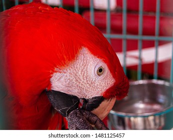 Scarlet Macaw Sitting Enclosure Stock Photo 1481125457 | Shutterstock