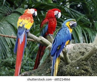 Scarlet Macaw,Green-winged Macaw With Blue And Yellow Macaw .The Colorful And Beautiful Parrot Species Suffered From Local Extinction Through Habitat Destruction And Capture For Bird Trade. 