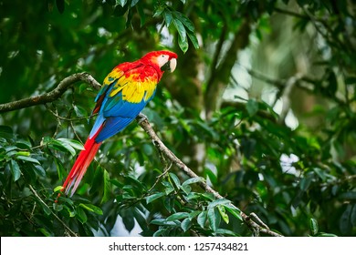 Scarlet Macaws, Ara macao, bird sitting on the branch. Macaw parrots in Costa Rica. Love scene from fain forest.