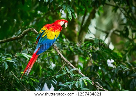 Scarlet Macaws, Ara macao, bird sitting on the branch. Macaw parrots in Costa Rica. Love scene from fain forest.