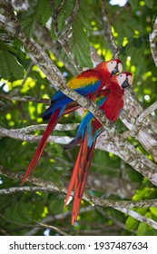 Scarlet Macaws of Costa Rica