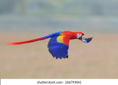 Scarlet Macaws Flying