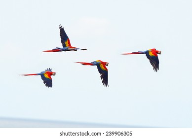 Scarlet Macaws Flying Near Drake Bay, Corcovado National Park, Puntarenas, Costa Rica. Flock Of Colorful Bird Parrots