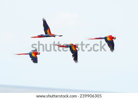 scarlet macaws flying near drake bay, corcovado national park, puntarenas, costa rica. flock of colorful bird parrots