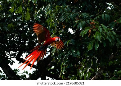 Scarlet Macaws Of Osa Peninsula Costa Rica