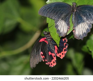 Scarlet Mormon - Mating Dance