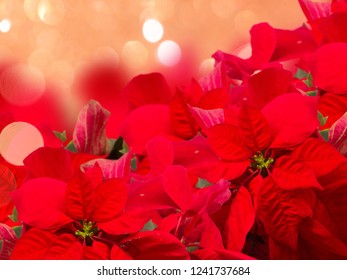 Scarlet Poinsettia Flower Or Christmas Star Border On Festive Background