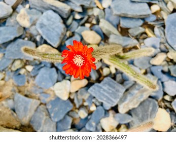 Scarlet Red Cactus Flower Blooming In A Rock Garden