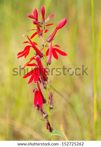 scarlet red cardinal flower