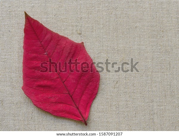 Scarlet Red Leaf on Tan\
Canvas Backdrop.  Autumn or Winter leaf theme ready for your\
advertising message.