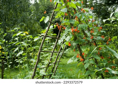 Scarlet Runner Bean growing on the wooden structure in the vegetable garden. Plant  Producing ornamental red and orange flowers, long edible pods wih pink seeds.