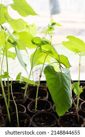 Scarlet Runner Bean Plant In The Greenhouse