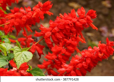 Scarlet Sage (Salvia Splendens)