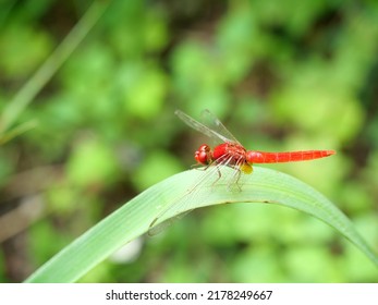 Scarlet Skimmer Or Crimson Darter  Dragonfly On Leaf With Natural Green Background