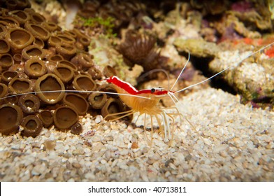 Scarlet Skunk Cleaner Shrimp