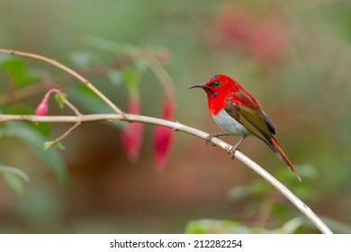 Kinabalu Park Hd Stock Images Shutterstock