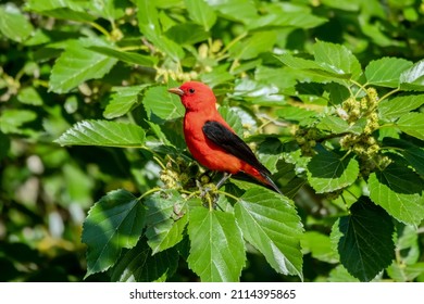 Scarlet tanager, a bright red migratory songbird