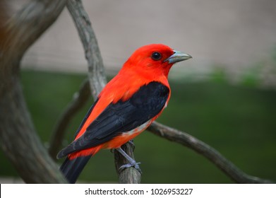 Scarlet Tanager At Rocky Ridge County Park, York, Pa  