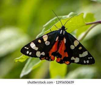 Scarlet Tiger Moth