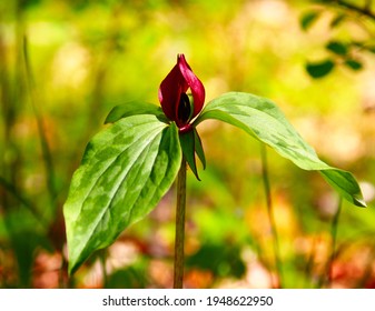 scarlet trillium flower in natural environment