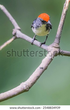 Similar – süße junge Blaumeise im Garten