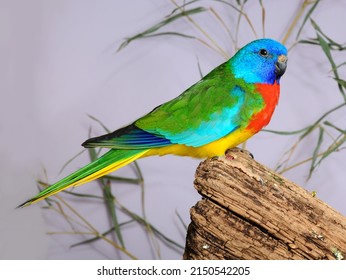 Scarlet-chested Parrot ( Neophema Splendida) In The Aviary.