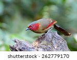 The scarlet-faced liocichla (Liocichla ripponi) is a bird in the Leiothrichidae family. It recently was split from the red-faced liocichla, although some taxonomists consider it to be conspecific.