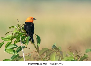 Scarlet-headed Blackbird is perching between the leaves in Argentina with the grassland in the background