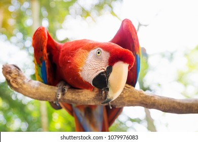 Scarlett Macaw bird parrot looking curious in Macaw Mountain, Copan Ruinas, Honduras, Central America - Powered by Shutterstock