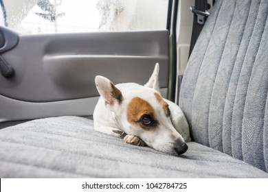 Scarred dog at backseat
