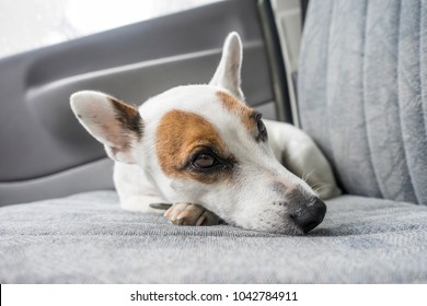 Scarred Dog At Backseat