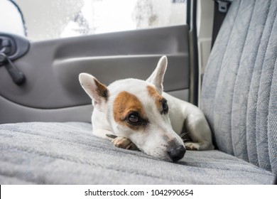 Scarred Dog At Backseat