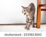 Scarred kitten with hunched or arched back hissing at something. Adopted kitten afraid or startled in new home. Front view. 3 months old, female short hair cat, gray ticked tabby. Selective focus.