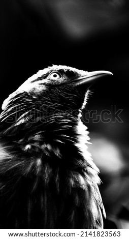 Similar – Image, Stock Photo the crow Beautiful Zoo