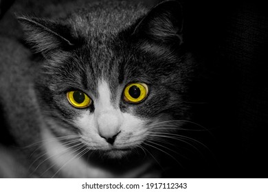 Scary Black White Cat With Yellow Eyes. High Quality Photo