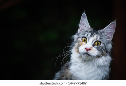 Imagenes Fotos De Stock Y Vectores Sobre Cat With Three